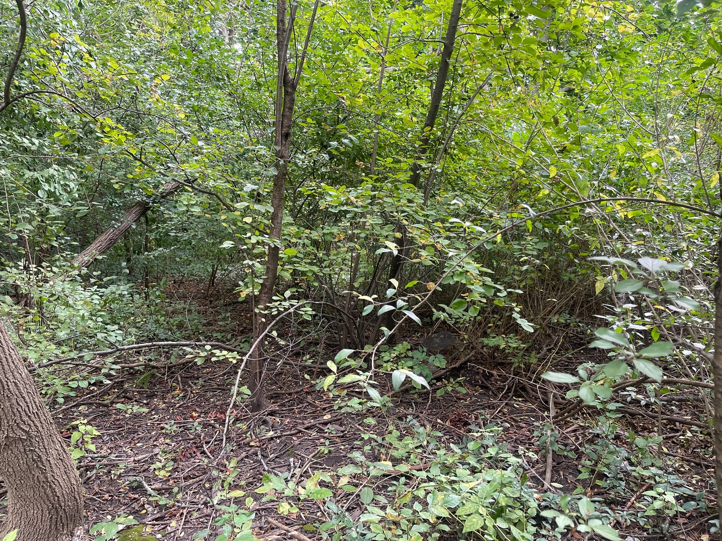 1351 North Sheridan Road Lake Forest, IL 60045 - Photo 9 of 9 a view of a lush green forest