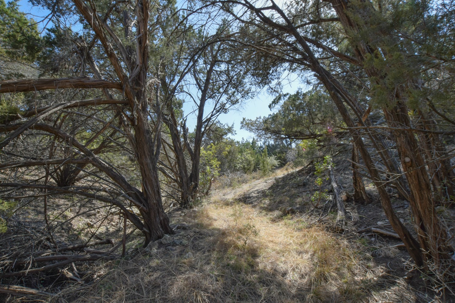370 B Kothmann Road Dripping Springs, TX 78620 - Photo 12 of 31 There are many beautiful building sites and trees.
