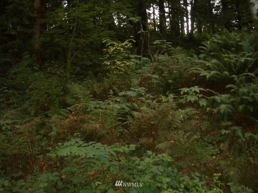 71 Mt Index River Road Gold Bar, WA 98251 - Photo 1 of 1 a view of a forest