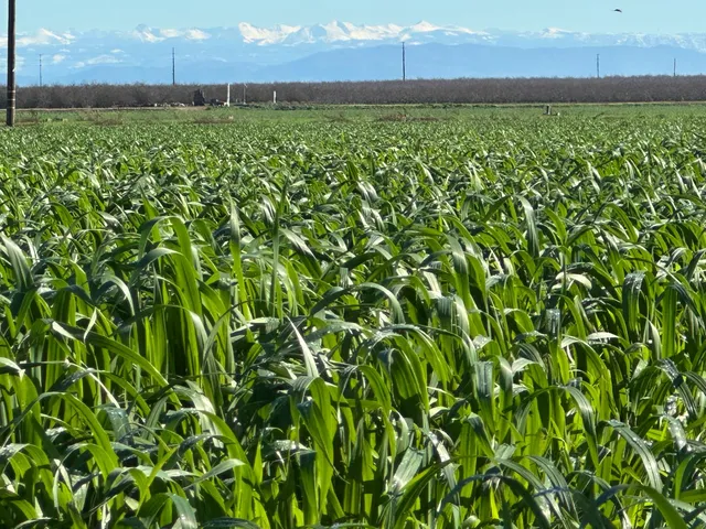 $1,900,000 | 13085 North Vincent Road, Turlock, CA 95380