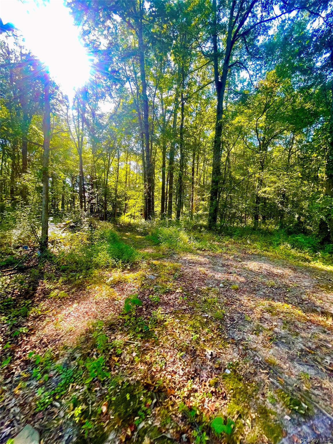 Tbd Bull Road Washingtonville, NY 10992 - Photo 8 of 8 a view of a yard with plants and trees