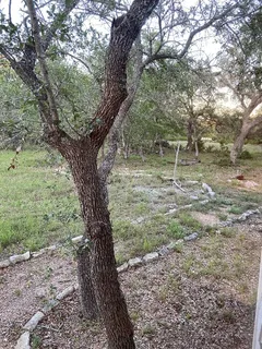 a view of outdoor space with trees all around
