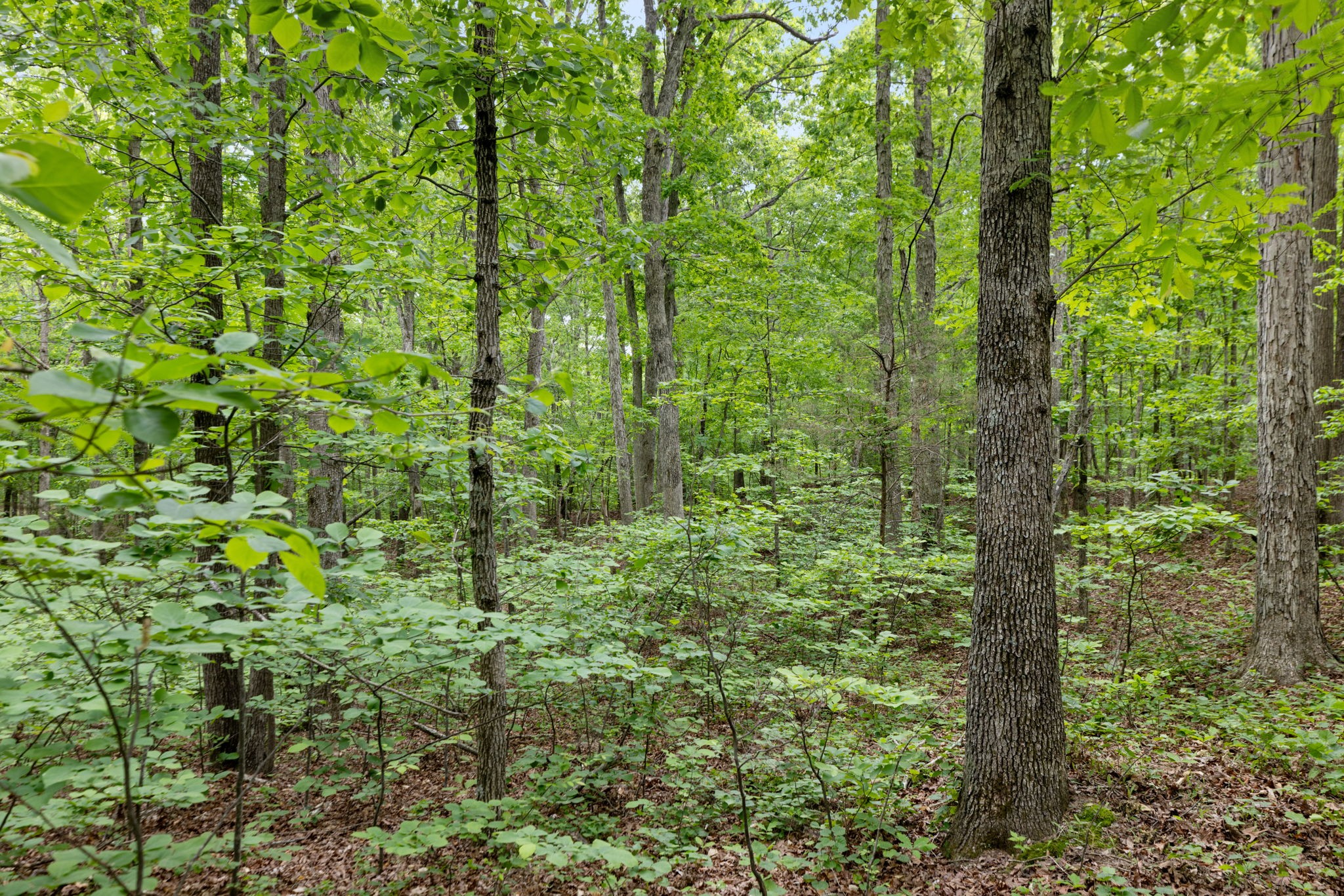 0 Old Road, Unit ONE Dickson, TN 37055 - Photo 12 of 29 a view of a garden