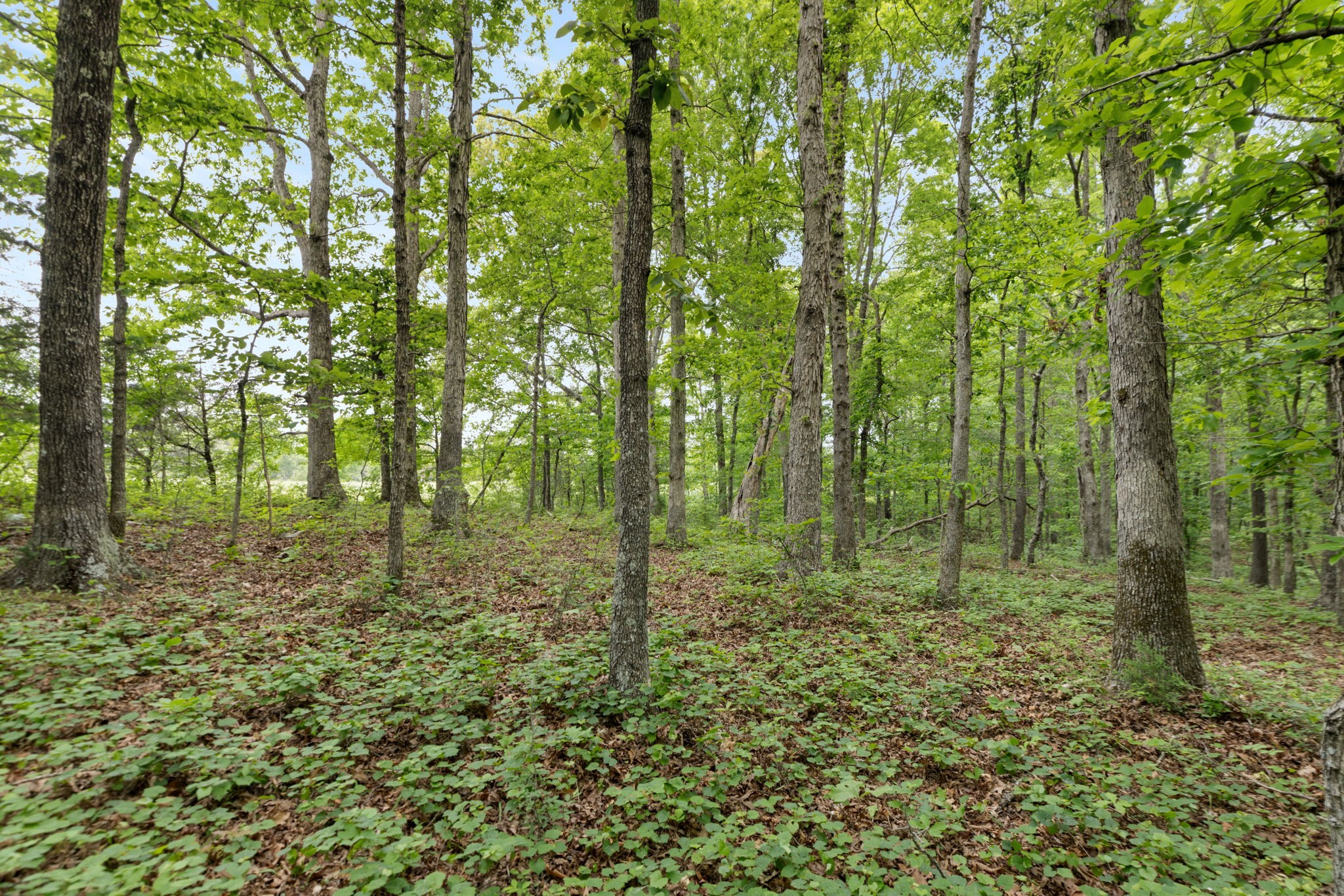 0 Old Road, Unit ONE Dickson, TN 37055 - Photo 14 of 29 a big yard with lots of green space and trees
