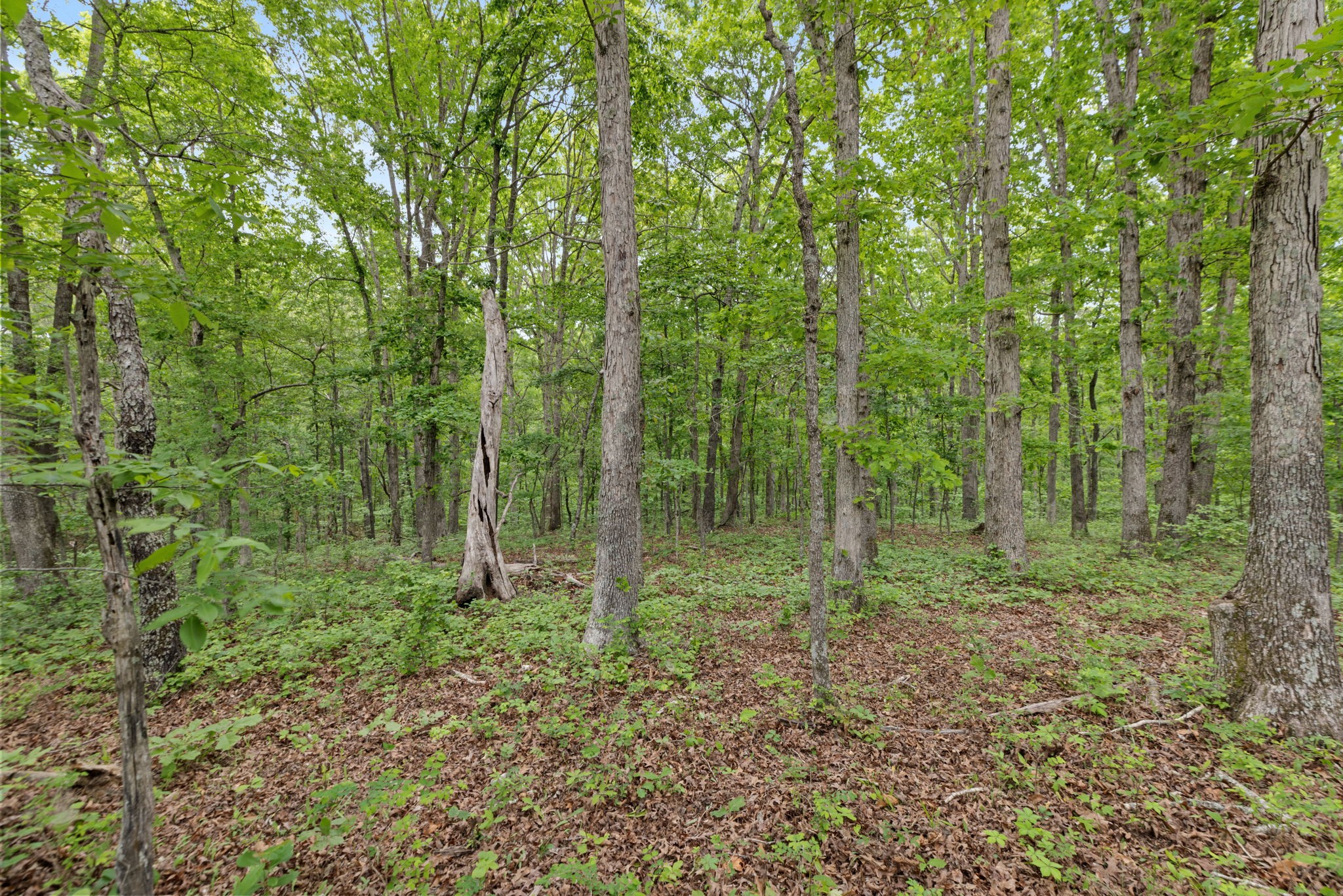 0 Old Road, Unit ONE Dickson, TN 37055 - Photo 16 of 29 a view of outdoor space and green space