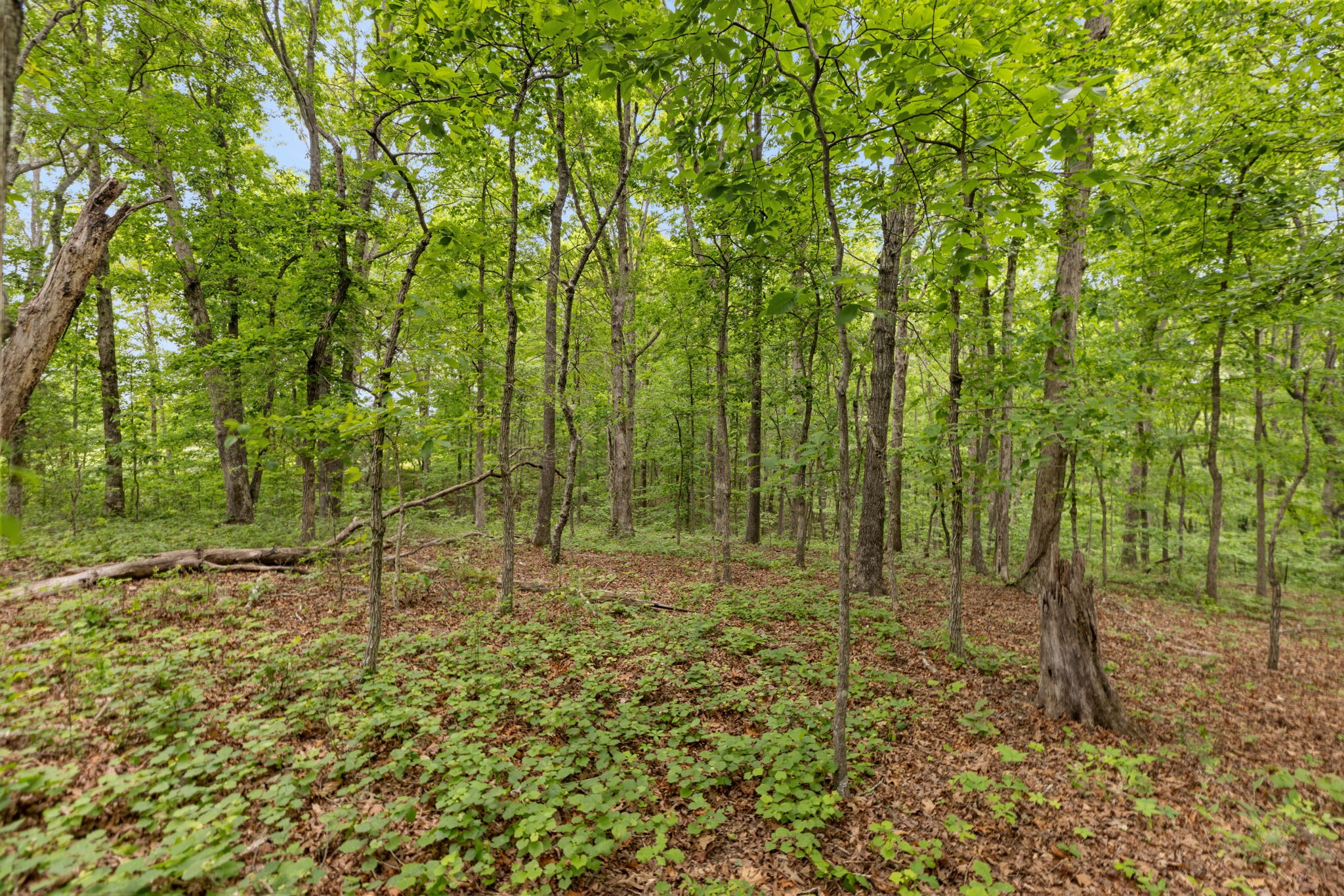0 Old Road, Unit ONE Dickson, TN 37055 - Photo 8 of 29 a view of outdoor space with trees