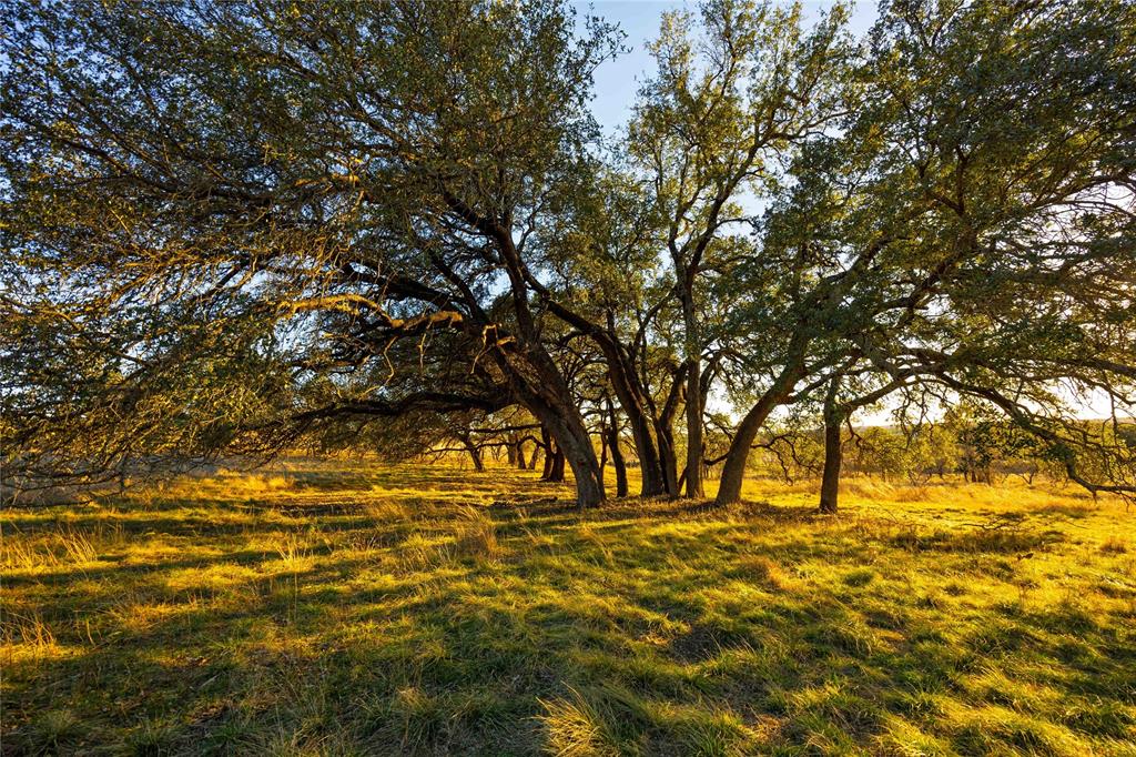 Tbd Comanche Lake Road Comanche, TX 76442 - Photo 8 of 12 a view of yard and trees