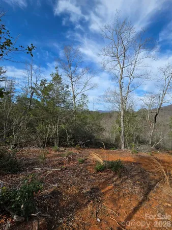 a view of a dry yard with trees