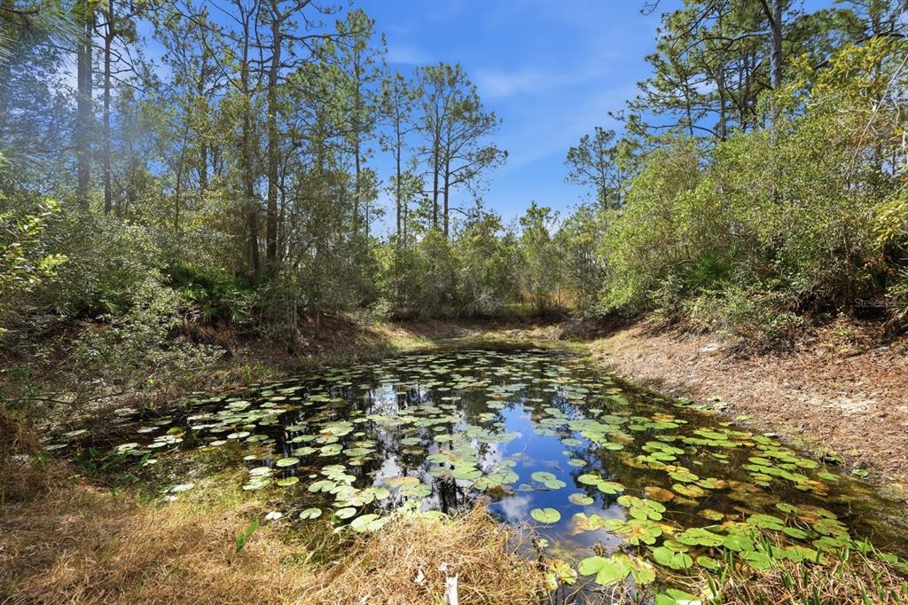 158 Cone Road Ormond Beach, FL 32174 - Photo 28 of 40 a picture of trees