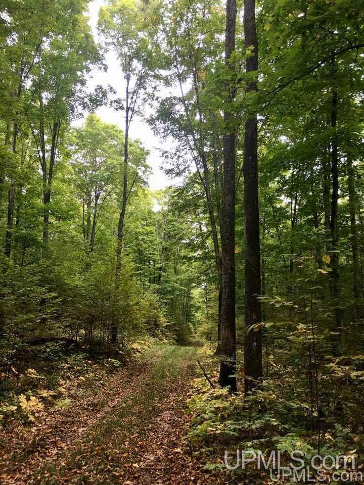 N9245 Bush Lake Road Sagola, MI 49881 - Photo 6 of 6