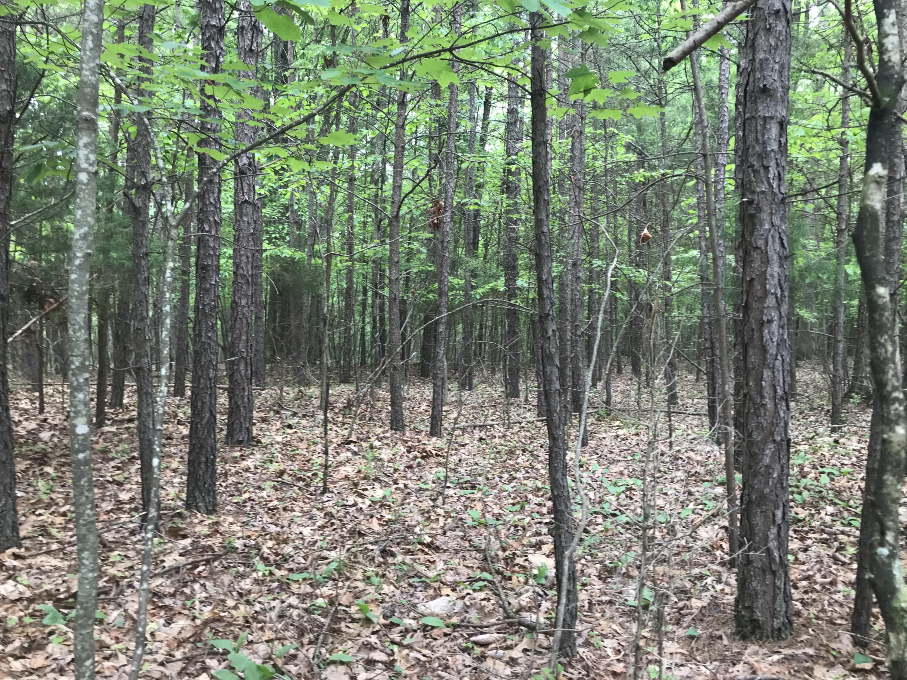 0 Bluff View Drive, Unit 26 Dunlap, TN 37327 - Photo 2 of 10 IMG_9291