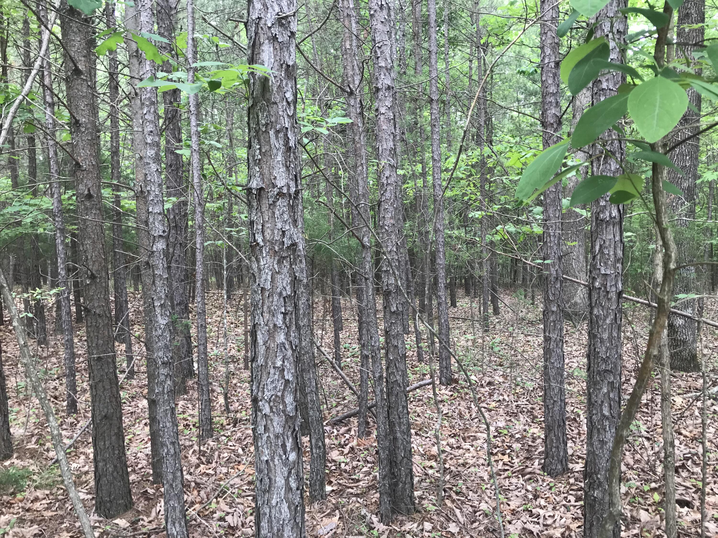 0 Bluff View Drive, Unit 26 Dunlap, TN 37327 - Photo 6 of 10 IMG_9288