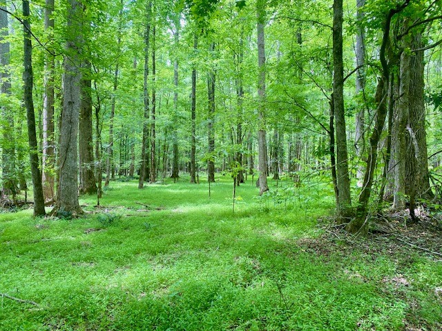 Gorgeous Bottom Land