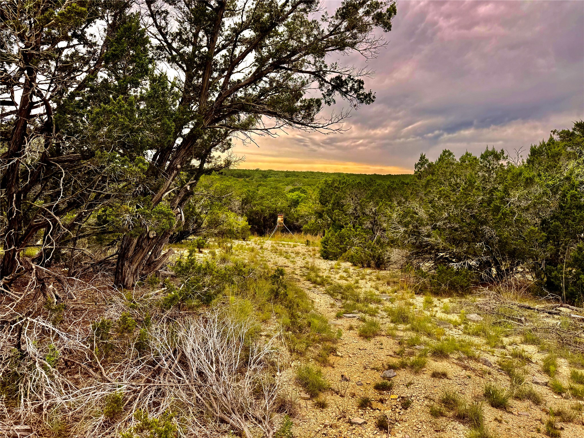 2017 County Road 222 Kempner, TX 76539 - Photo 4 of 16 Expansive natural landscape featuring a rustic path, mature trees, and dense foliage with a distant horizon