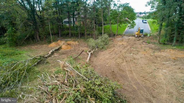 a view of a forest with a tree
