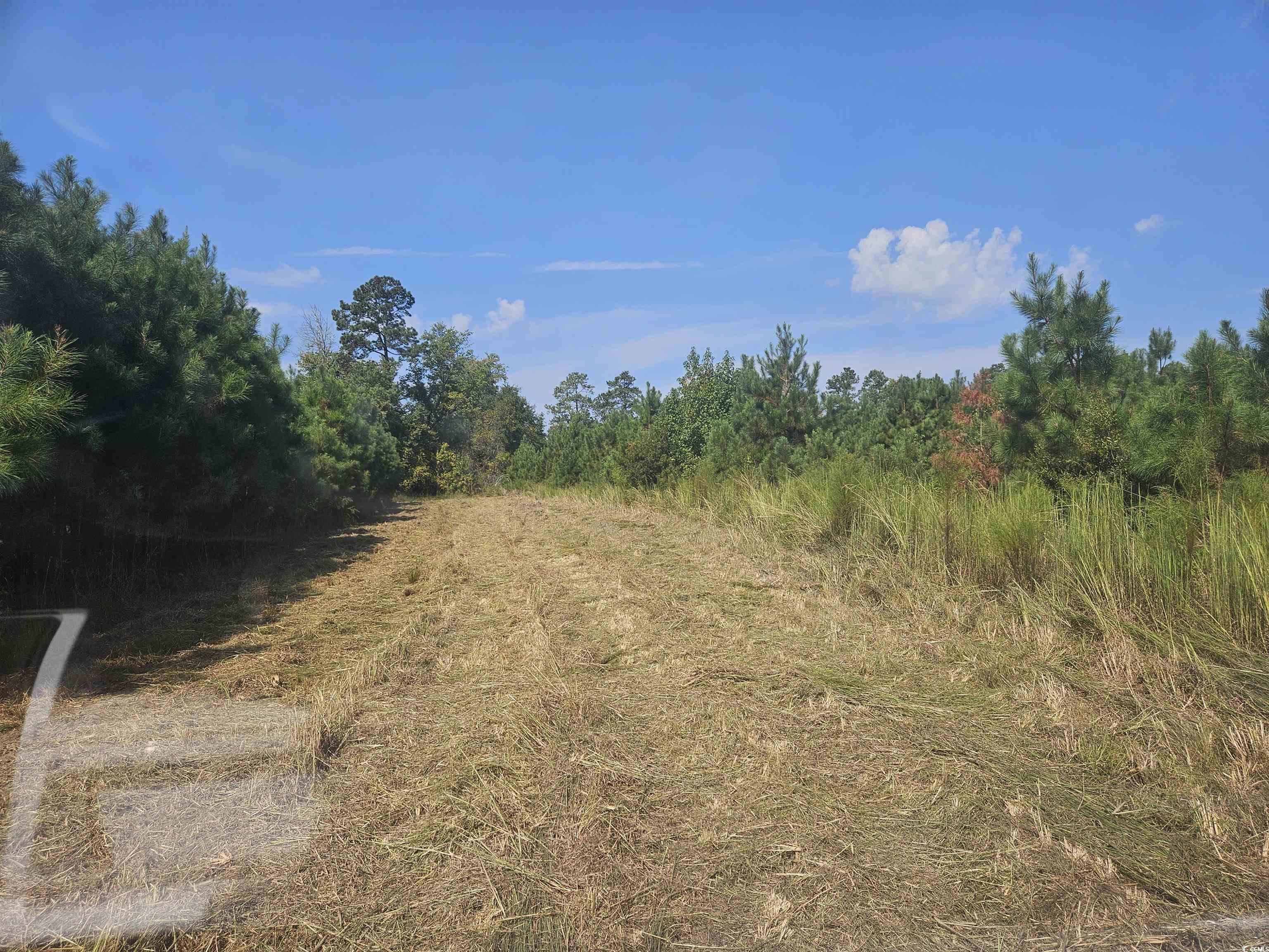 109-acres - Tbd 109-acres - Tbd Trifalia Road Scranton, SC 29591 - Photo 4 of 7 View of wooded area