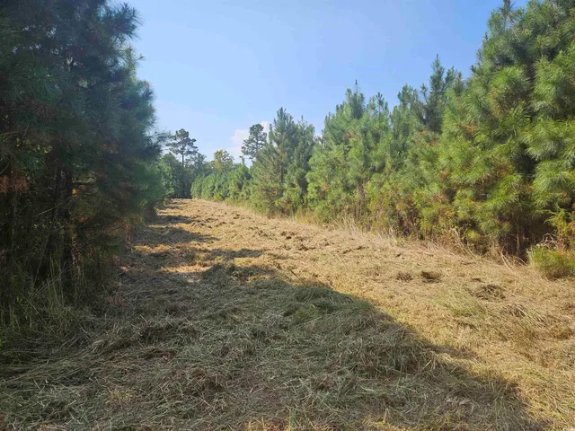$545,000 | 109-acres - Tbd 109-acres - Tbd Trifalia Road, Scranton, SC 29591