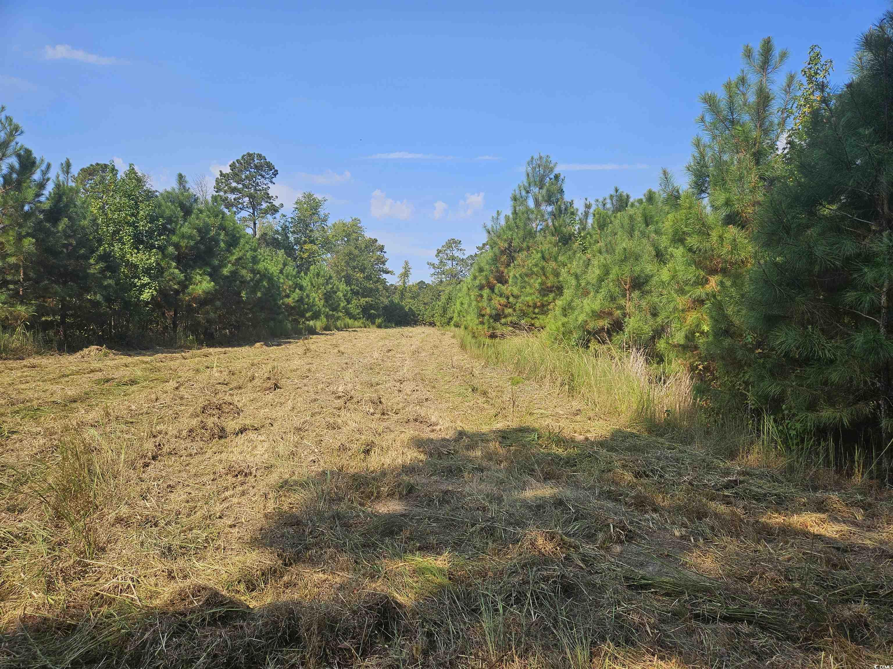 109-acres - Tbd 109-acres - Tbd Trifalia Road Scranton, SC 29591 - Photo 6 of 7 View of woods
