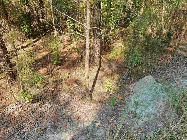 $545,000 | 109-acres - Tbd 109-acres - Tbd Trifalia Road, Scranton, SC 29591