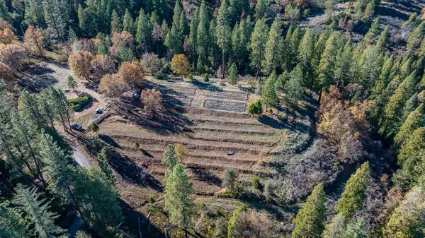 a view of a yard with plants and large trees