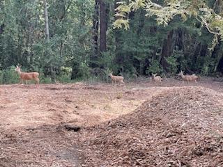 a view of a yard with plants and trees
