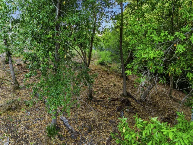 a view of a forest with trees