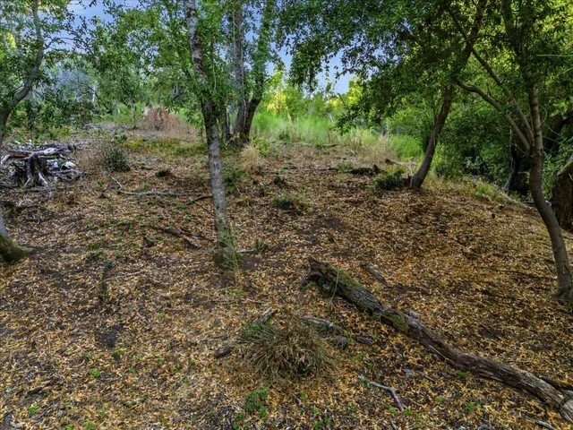 a view of a forest with trees in the background