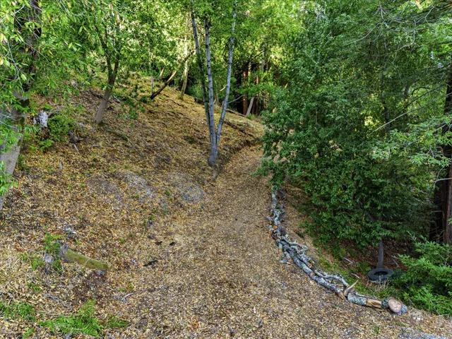 a view of a yard with plants and trees