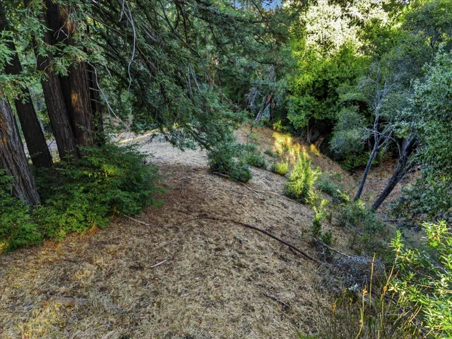 a view of a yard with plants and large trees