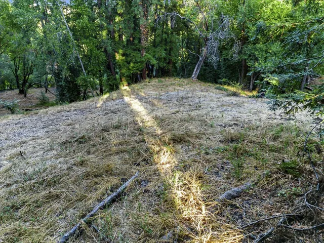 a view of a yard with plants and trees