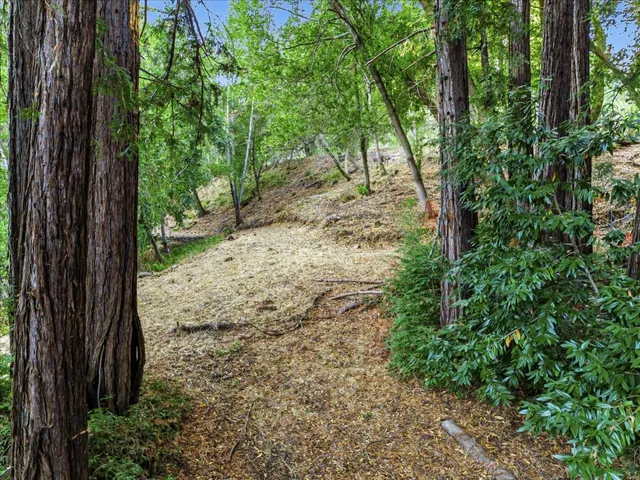 a view of a yard with plants and trees