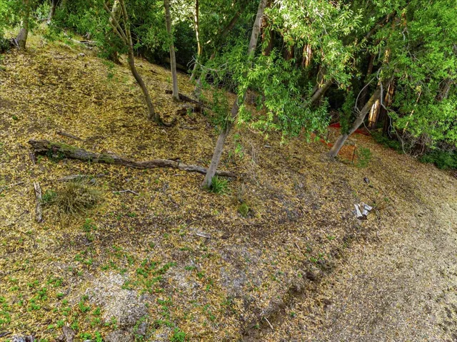 a view of a forest with trees in the background