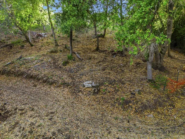 a view of a forest with trees in the background