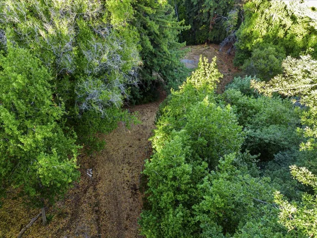 a view of a yard with a plant