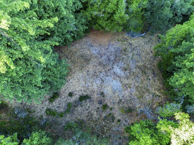a view of a forest with a street