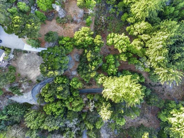 a view of a flower in a garden