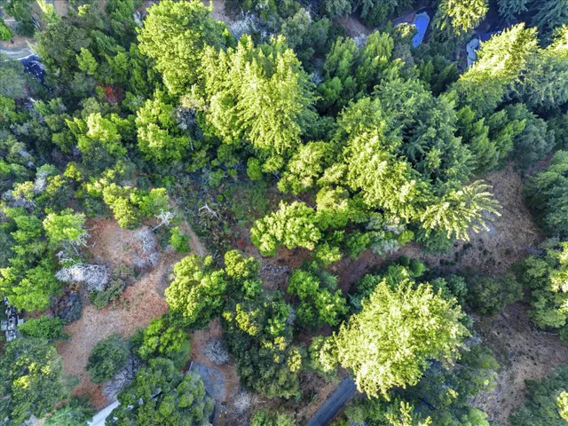 a view of a garden with plants