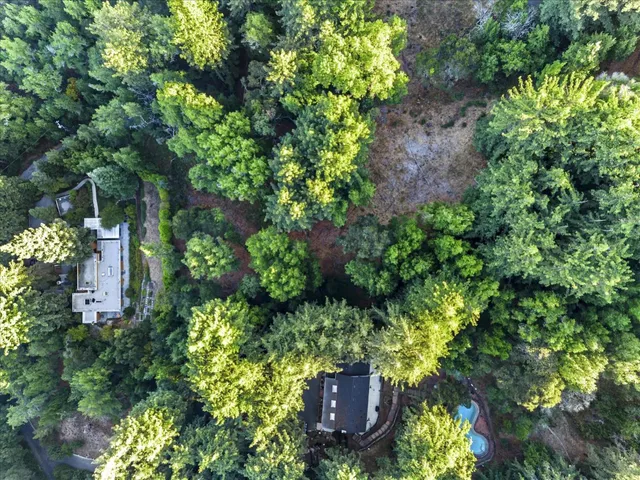 view of a lush green forest