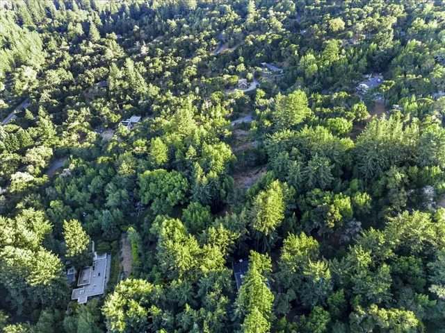 a view of a tree with lots of flowers