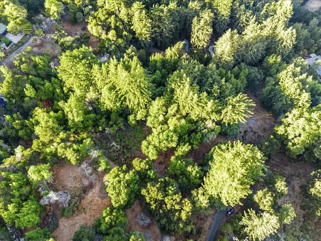 a plant with lots of trees