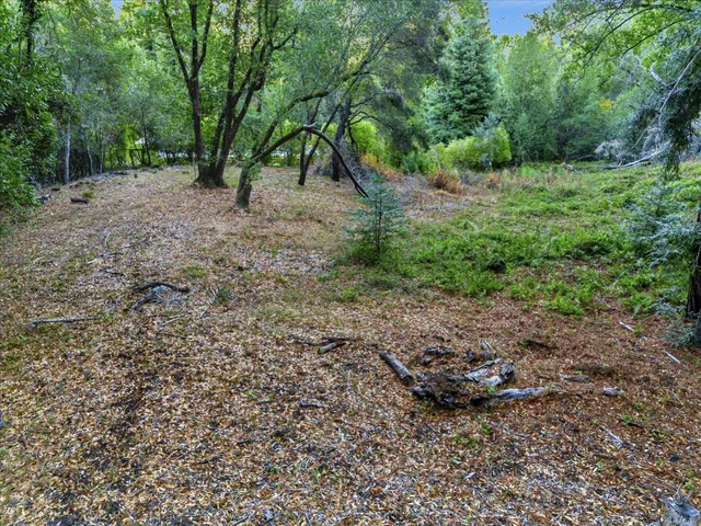 a view of a forest with trees