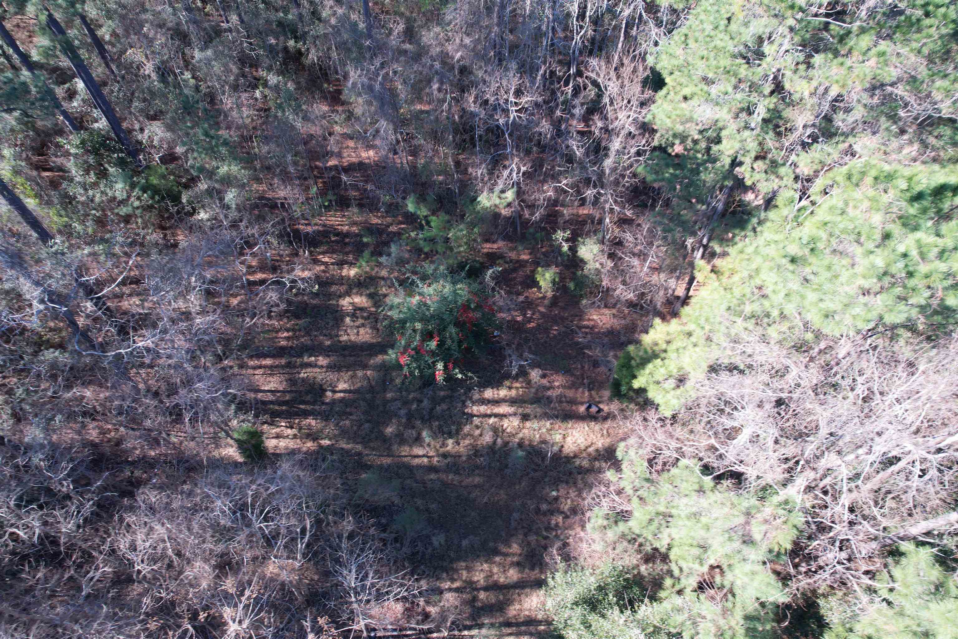 10-lots - Dragoon Court Georgetown, SC 29440 - Photo 11 of 14