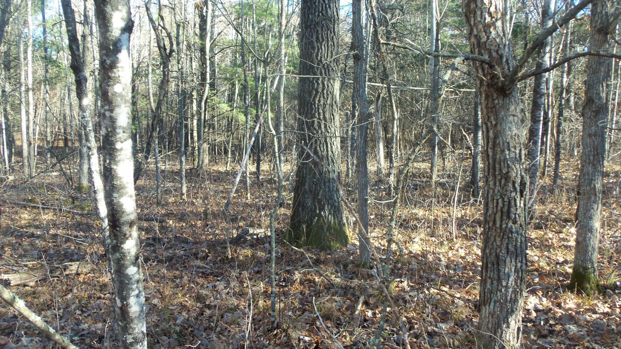 Lot 3 Ferry Road Grantsburg, WI 54840 - Photo 7 of 10