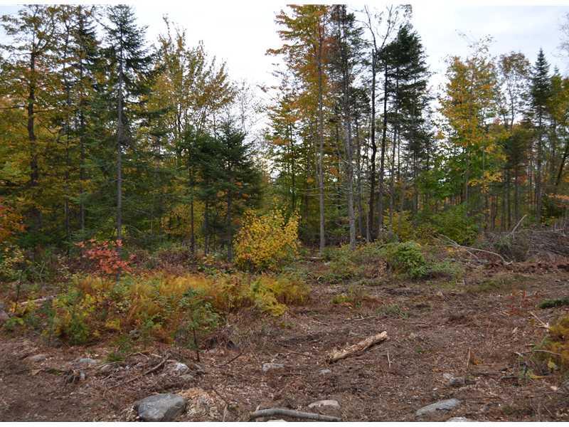 9 Finson Road St. Albans, ME 04971 - Photo 4 of 5 Land.