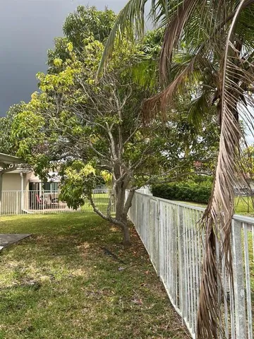 a view of a yard with plants and large trees