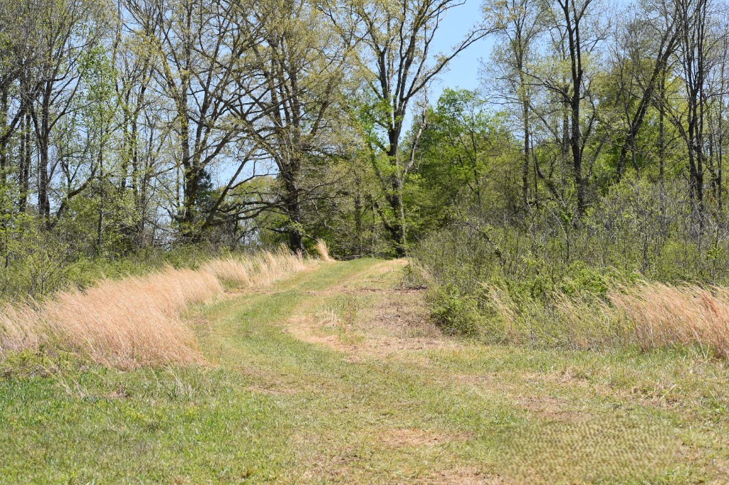 0 Buckner Ridge Road Bon Aqua, TN 37025 - Photo 11 of 18 a view of yard covered with green space