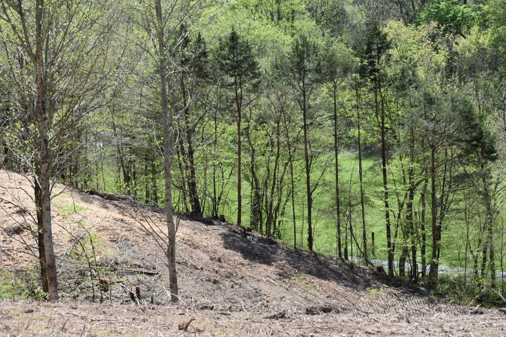 0 Buckner Ridge Road Bon Aqua, TN 37025 - Photo 12 of 18 a view of a yard with plants and large trees