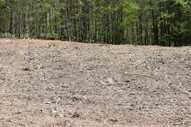 a view of wooden wall under a large tree