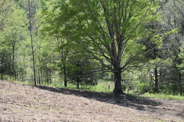 a pathway of a forest
