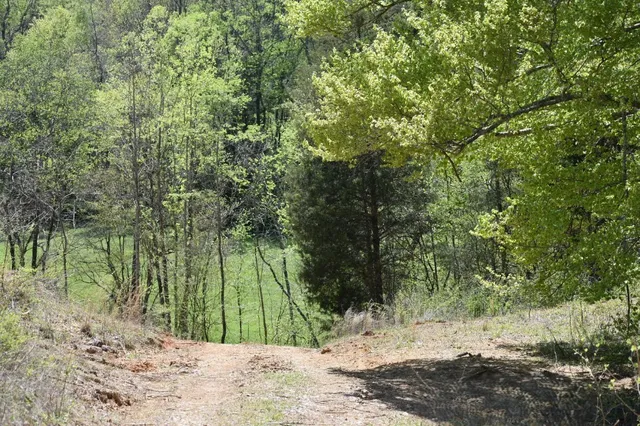 a view of a yard with plants and a bench